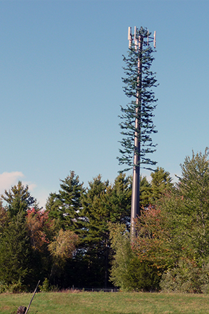 cell tower disguised as a pine tree